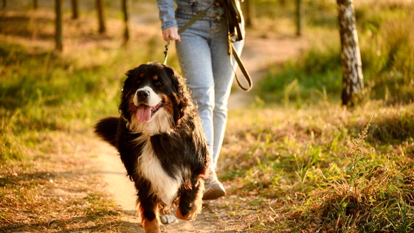 Dog walking area